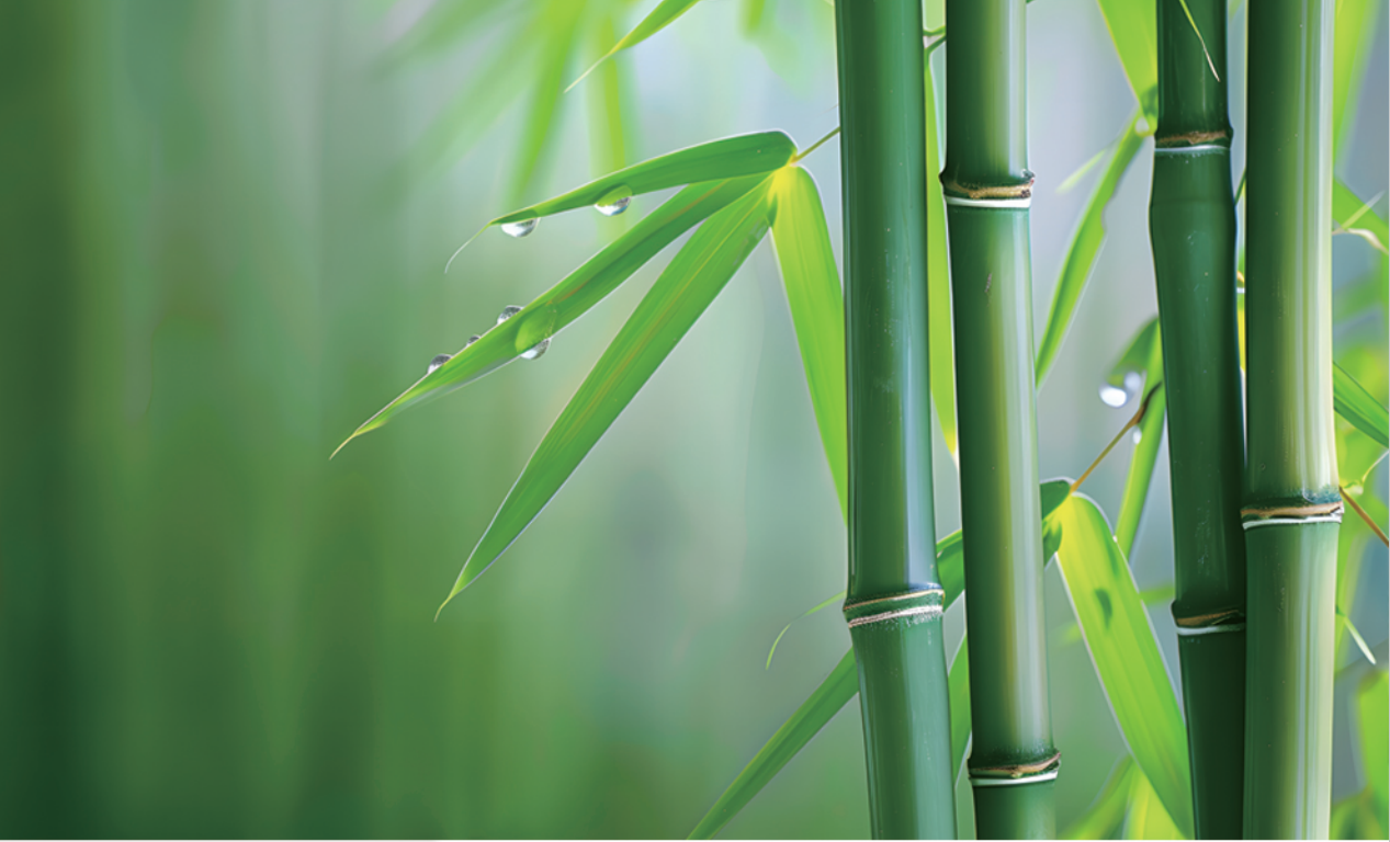 張?chǎng)卧洪L(zhǎng)發(fā)明的無(wú)機(jī)膠復(fù)合竹材料與結(jié)構(gòu)，為竹材在建筑結(jié)構(gòu)中的應(yīng)用帶來(lái)新突破